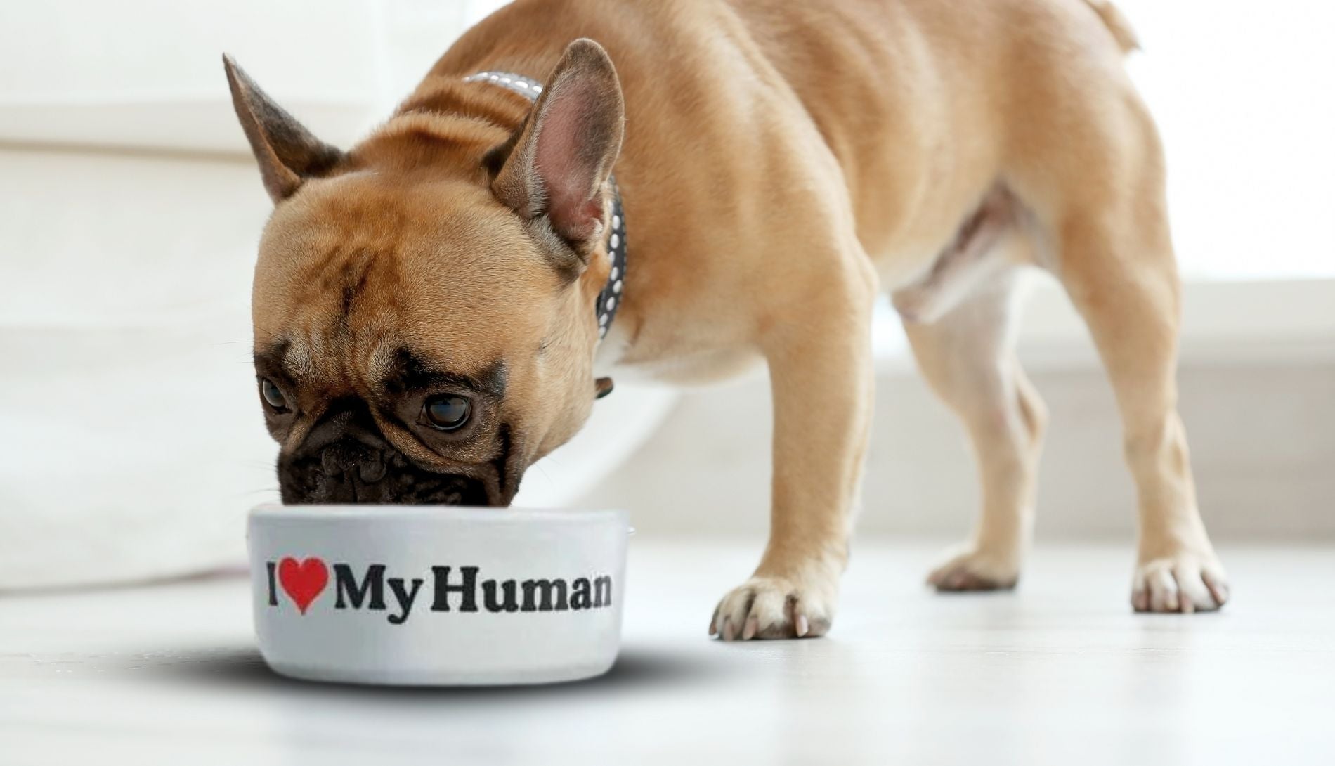 Hund som spiser ut av hundeskålen