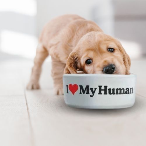 Hundeskål i bruk med teksten "I hjerte my human"