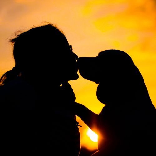 Menneskets beste venn. Hund og menneske med solnedgangen i bakgrunnen.