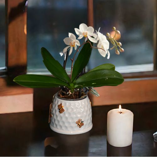 Orkide i blomsterpotte i vinduskarmen