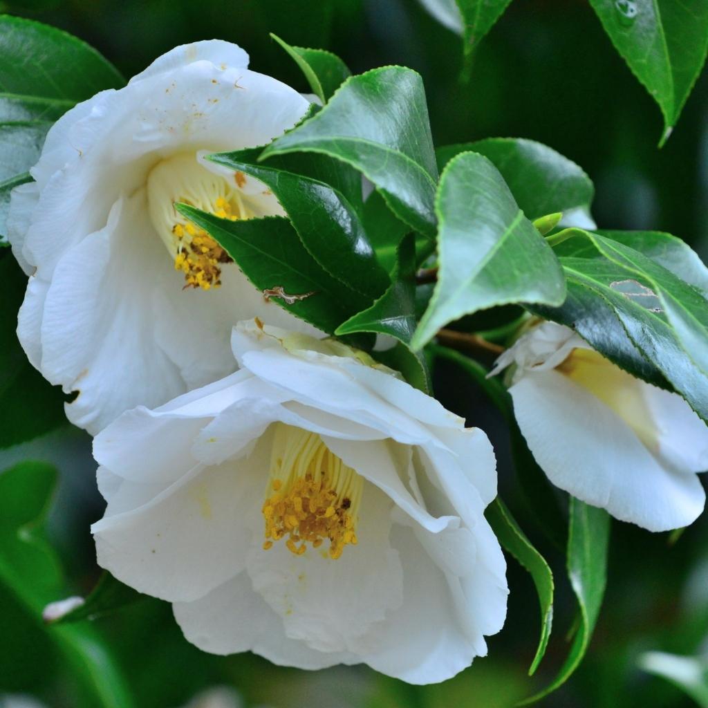 Hvite camellia blomster med grønne blader. Camelliaolje er en av ingrediensene i serumlyset. Naturlig hudpleie