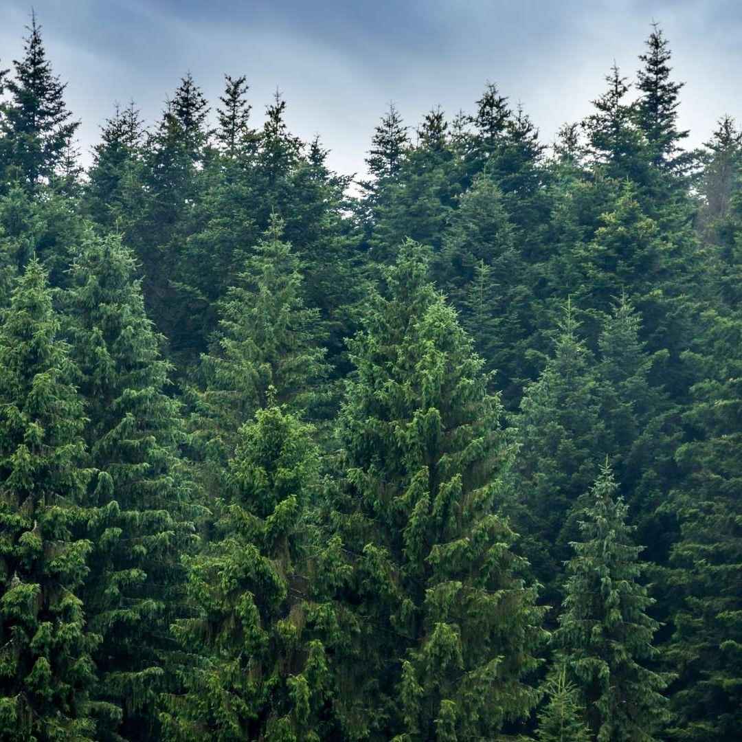 En skog som illustrerer bærekraft og miljø