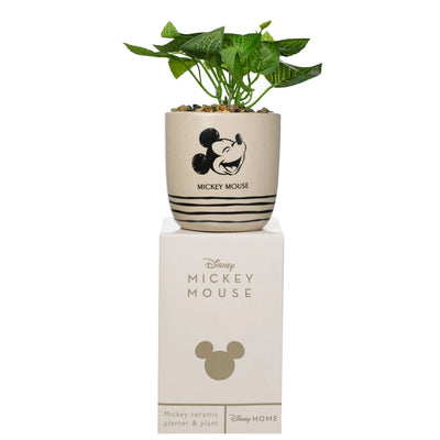 En mikke mus blomsterpotte med kunstig grønn plante. Under potteplanten ser man en refleksjon om hvordan den kommer i eske.